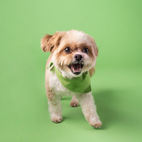 cute yorkie chon yorkie chon in a green background